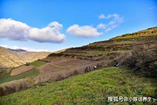 黄芪价格最新动态，市场分析与趋势预测